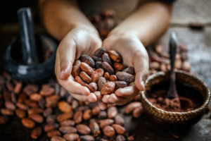 Close up of a literal handful of tannin-rich cacao beans